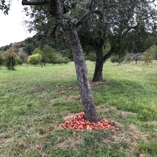 Streuobstwiesenlehrpfad