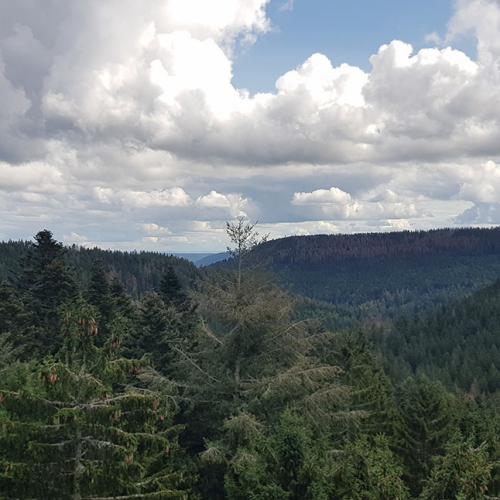 Hüttentage im Schwarzwald