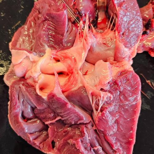 Klasse GG J1 durfte sezieren