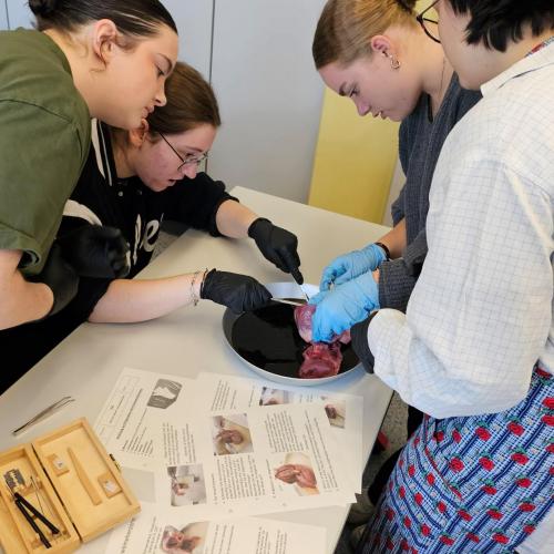 Klasse GG J1 durfte sezieren