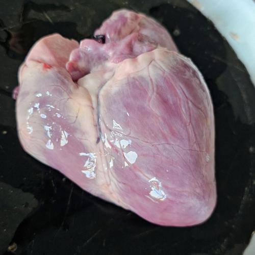 Klasse GG J1 durfte sezieren