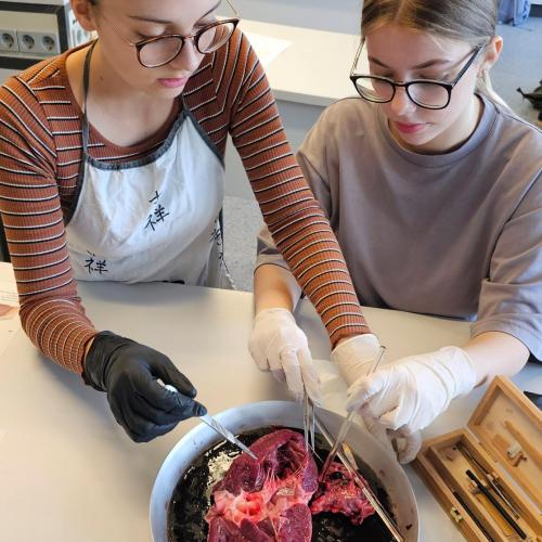 Klasse GG J1 durfte sezieren