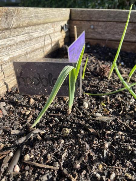 Knoblauchpflanze im Hochbeet